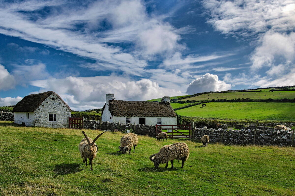 Cregneash with Loaghtan sheep