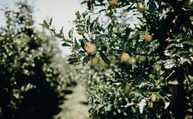 Liana mikah Py J Cc S09 R Tg unsplash