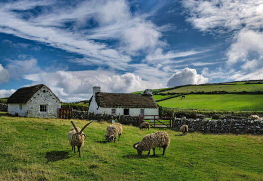 Cregneash with Loaghtan sheep