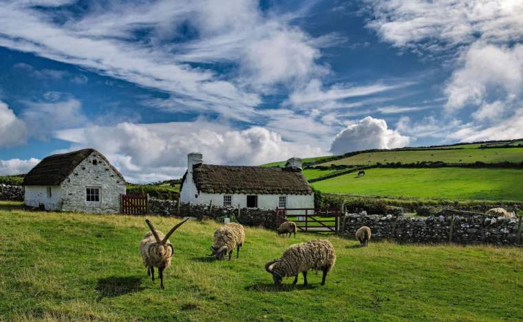Cregneash with Loaghtan sheep
