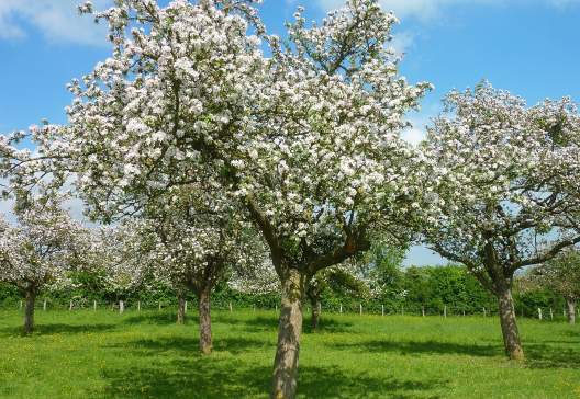 -www.calvados-tourisme.com-4