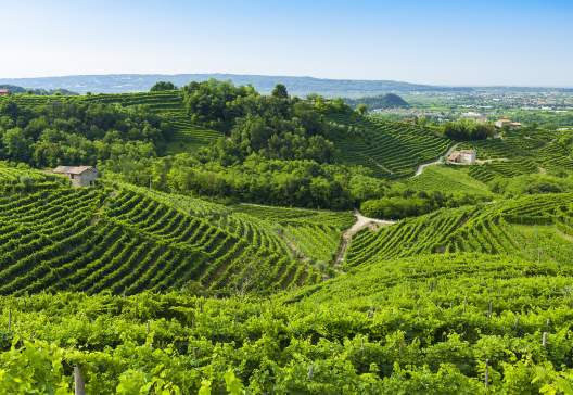 Prosecco-vineyards-at-summer-Valdobbiadene-Italy