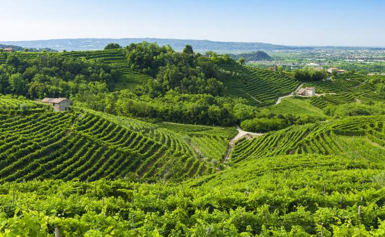 Prosecco-vineyards-at-summer-Valdobbiadene-Italy