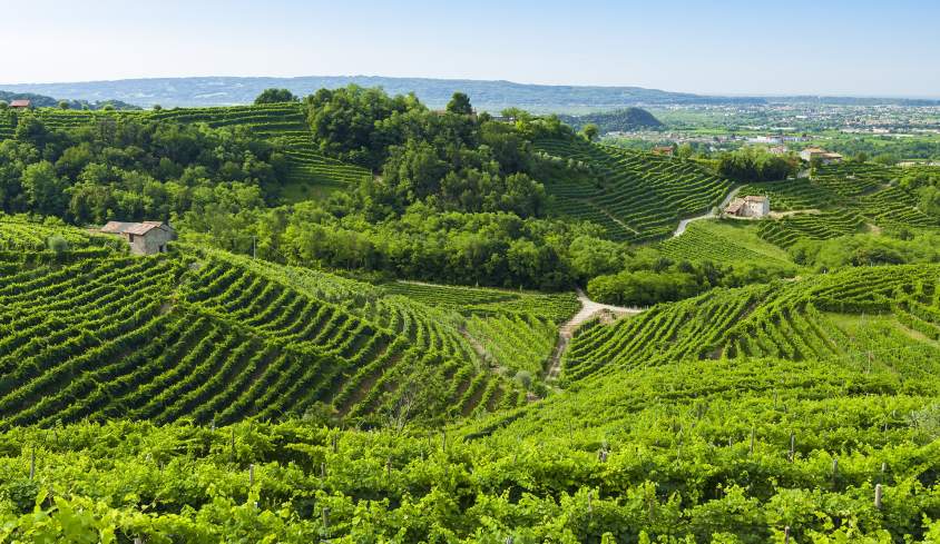 Prosecco-vineyards-at-summer-Valdobbiadene-Italy