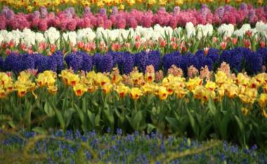 Flower-fields-1375640