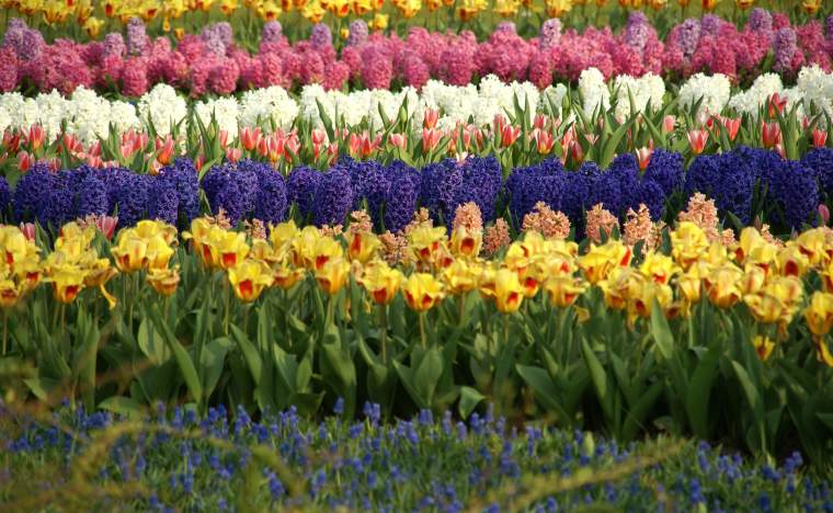 Flower-fields-1375640