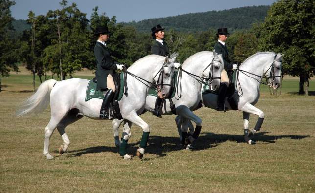 Horses07_Foto_Dalibor_Gregor