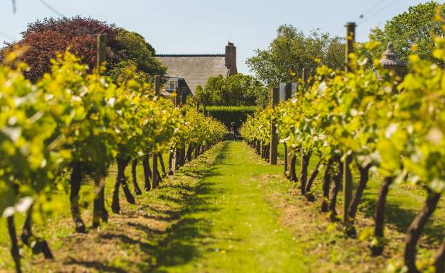 La-Mare-Wine-Estate-St-Mary- -Matt-Porteous