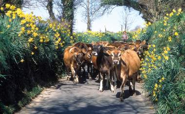 Jersey-cows