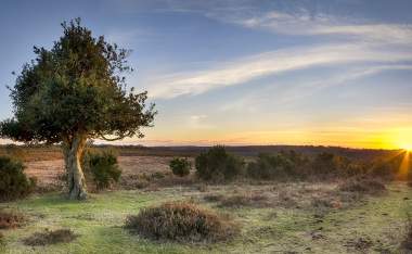 A-Star-burst-of-sunlight-at-Bratley-View-in-the-New-Forest-National-Park-in-Hampshire