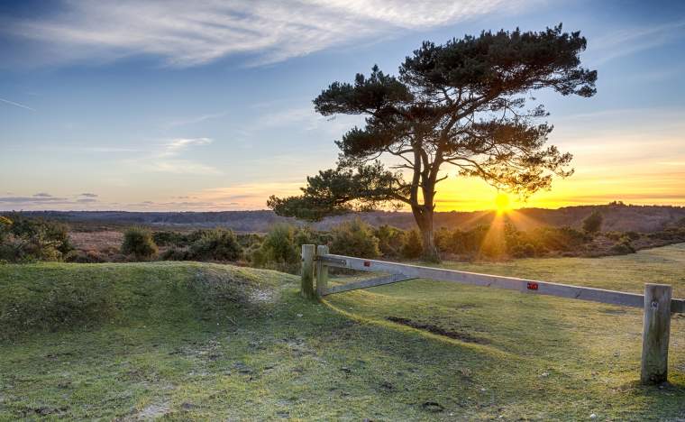 New-Forest-National-Park-in-Hampshire