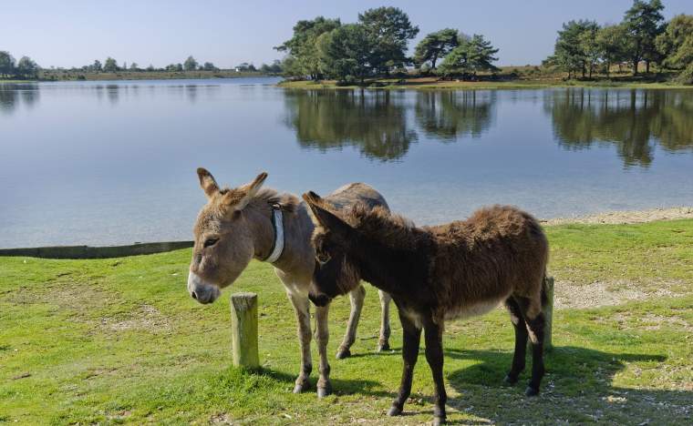 New-forest-national-park-hampshire
