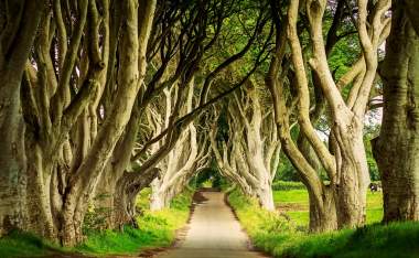 Dark-Hedges-in-Armoy-Northern-Ireland-at-day-sunlight.-Image-with-selective-focus-game-of-thrones
