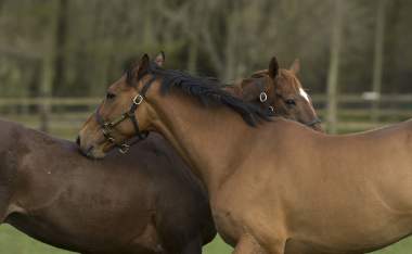 Irish National Stud Kicking King and Vintage Crop