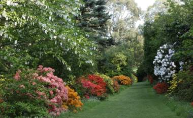 Mount Usher Azalea Walk for Tree Trail