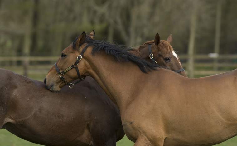 Irish National Stud Kicking King and Vintage Crop