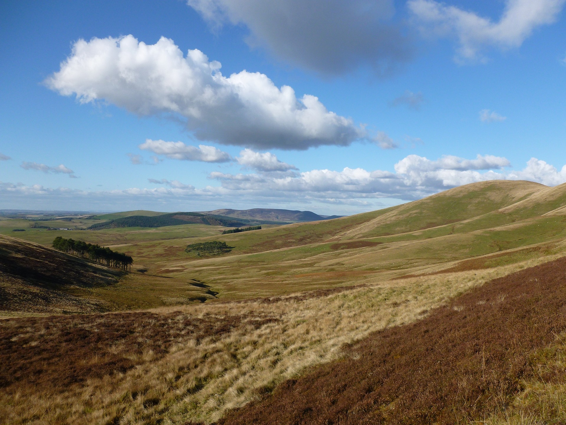 Cowiemuir-Hass- -Alan-ODowd